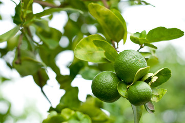 Fresh green lemon on tree