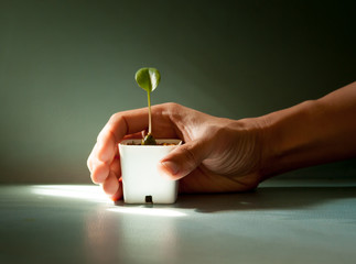 Human hands protecting young green plant on the color leather su