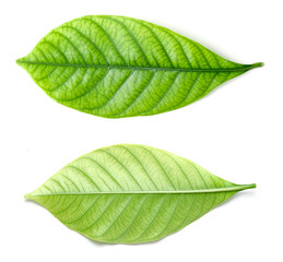 Obraz premium Beautiful green leave isolated on white