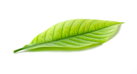 Obraz premium Beautiful green leave isolated on white