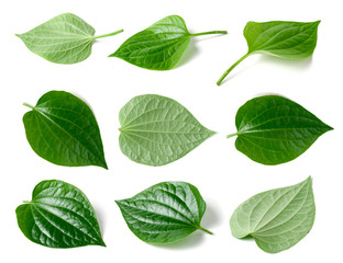 Green betel leaf heart shape isolated on white 