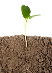 Growing plant with underground root visible