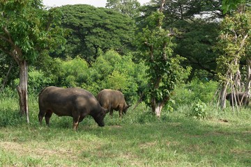 Thai water buffalo