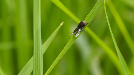 Beetle Drinking Dew