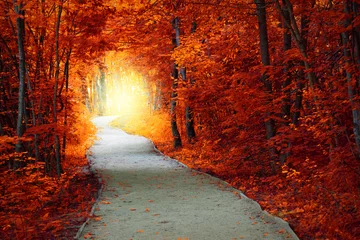 Gordijnen Fantastisch herfstbos met pad en magisch licht © Taiga