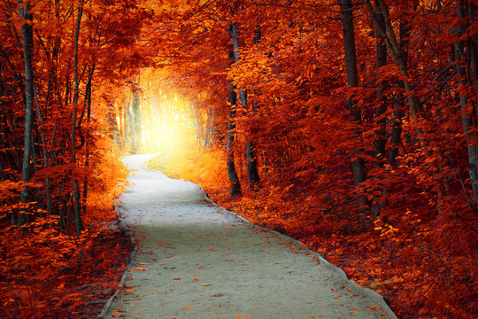 Fototapeta Fantastic Autumn forest with path and magical light
