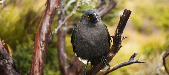 The black currawong out in nature during the day in Cradle Mountain, Australia resting on a tree branch.