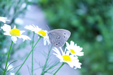 Butterfly on flower