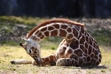 Papier Peint photo autocollant Girafe [Assis la girafe réticulée de l& 39 enfant]