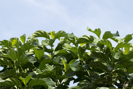 Indian Mulberry leaves