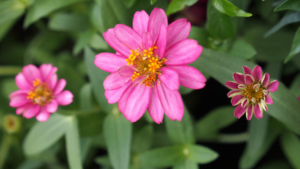 Obraz premium Pink Zinnia Flowers in a Row