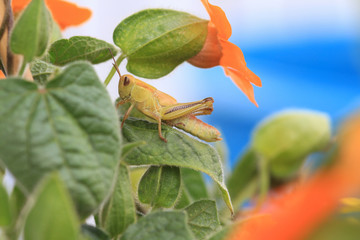 Grasshopper hiding in the orange flowers