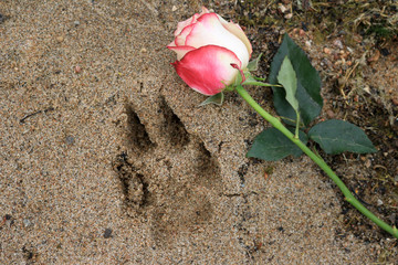 Pink rose beside a dog paw print in the beach sand.