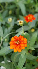 Orange Zinnia Blooming Flower