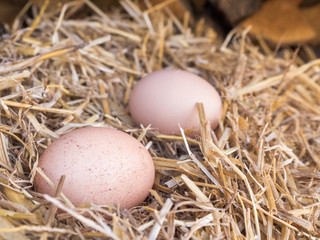 Close-up brown chicken eggs on a bed of straw