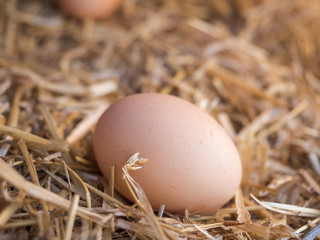 Close-up brown chicken eggs on a bed of straw