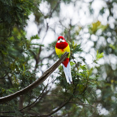 Eastern rosella resting on a branch during the day