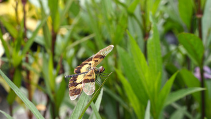 Brown Dragonfly Wings Perched