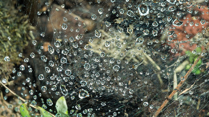 The Spider Web with Rain Drops