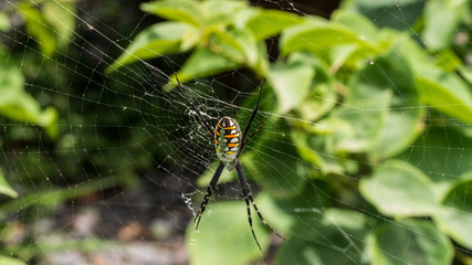 Back of The Big Spider