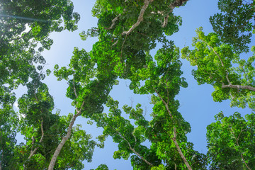 Tree tops with green leaves and blue sky