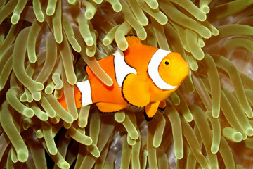 Naklejka na ściany i meble Clown Anemonefish in Sea Anemone
