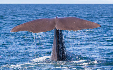 Tail of a Sperm Whale diving © michaklootwijk