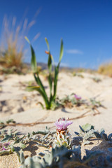 Elafonissi Beach on Crete, Greece