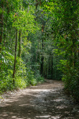 Small dirt road in the forest