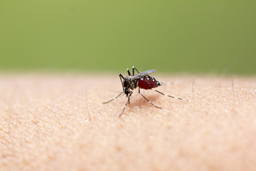 Mosquito sucking blood