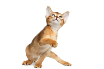 Playful Abyssinian Kitty Looks up and Curious Standing on Isolated White Background, Front view,...