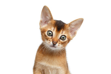 Closeup Portrait of Abyssinian Kitty Looks Curious on Isolated White Background, Front view, Blue eyes
