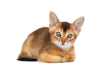 Cute Abyssinian Kitty Funny Lying and Looks in Camera on Isolated White Background, Front view, paws together
