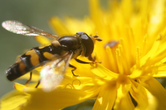 красивое насекомое на желтом цветке