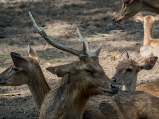 Close portrait of a male deer