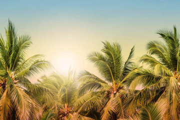 Fototapeta na wymiar Coconut trees with the sky.