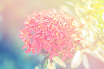 Natural light with flowers.
