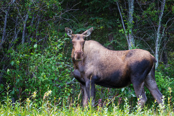Moose