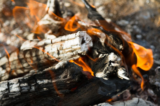 saksaul burning in fire