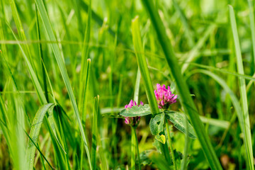 Clover and Grass