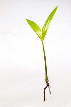 Palm seedlings
