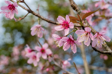 Fototapeta na wymiar Thai cherry blossom flower