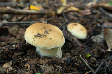 Mushrooms in a wood at summer