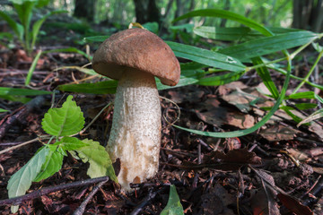 Mushroom in a wood at summer