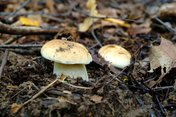 Mushrooms in a wood at summer