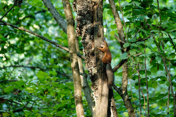 Squirrel sitting on a tree in the forest