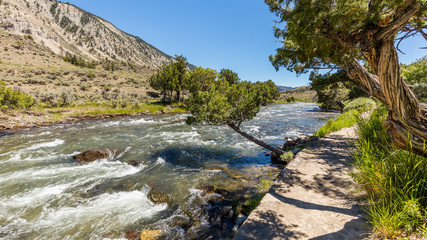 Large trees were bent over noisy flow of the river. Fast flowing river on the background of the rocky coast. Boiling River Trail, Yellowstone National Park, Wyoming