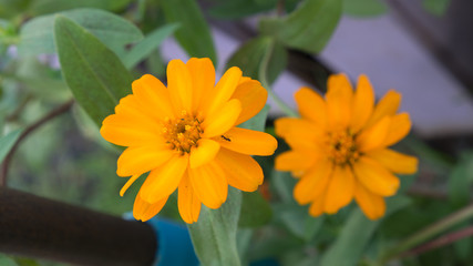 Yellow Zinnia Blooming