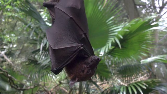 Large Malayan flying fox close-up in slow motion