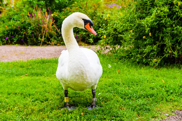 Obraz premium Ringed mute swan (Cygnus olor), standing on a grass area in a public park in Landskrona, Sweden, with a flowerbed in the background.